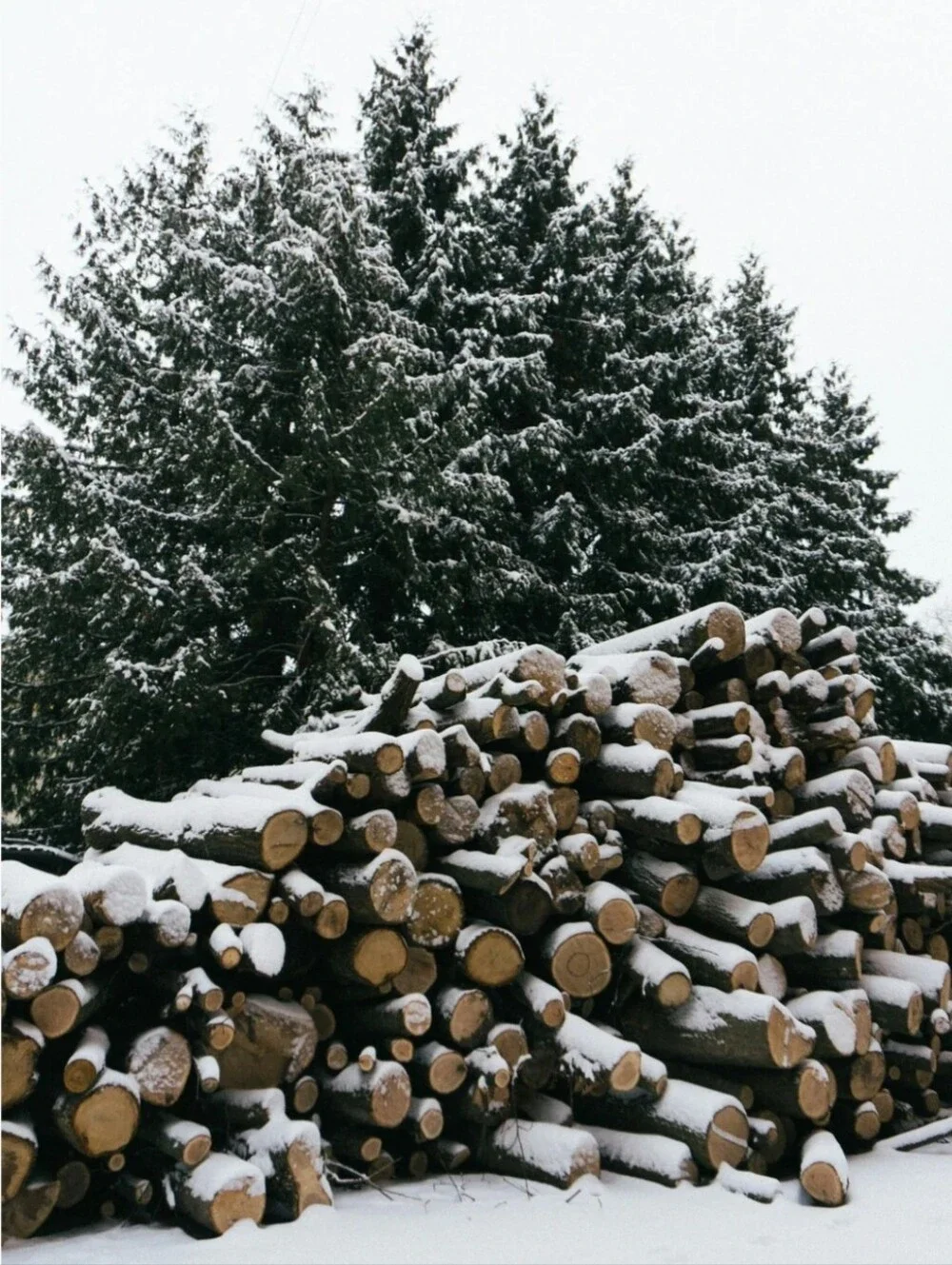 Sand + Fog Firewood & Silver Fir 6 oz scented candle